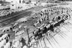 stock being loaded for the live sheep trade  at the port of Portland 1962
photo courtesy of Geoff Blackman