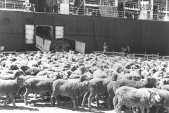 stock being loaded for the live sheep trade  at the port of Portland 1962
photo courtesy of Geoff Blackman