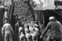 stock being loaded for the live sheep trade  at the port of Portland 1962
photo courtesy of Geoff Blackman