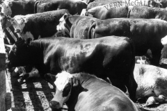 Cattle Probably at Borthwicks
photo courtesy of Geoff Blackman