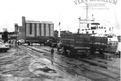 stock being loaded for the live sheep trade  at the port of Portland 1962
photo courtesy of Geoff Blackman