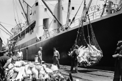 Exporting frozen mutton at the port.